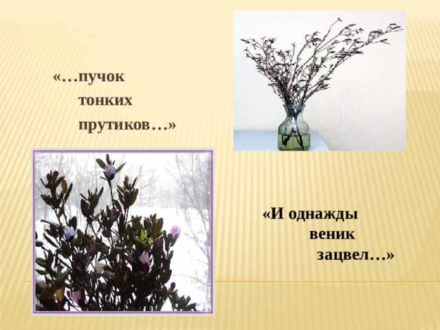 «…пучок  тонких  прутиков…»      «И однажды  веник  зацвел…»