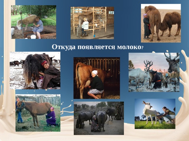 Откуда появляется молоко ? 