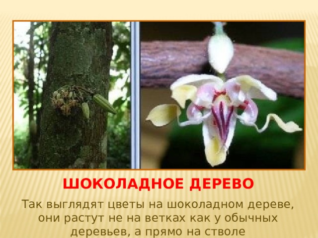 ШОКОЛАДНОЕ ДЕРЕВО Так выглядят цветы на шоколадном дереве, они растут не на ветках как у обычных деревьев, а прямо на стволе 