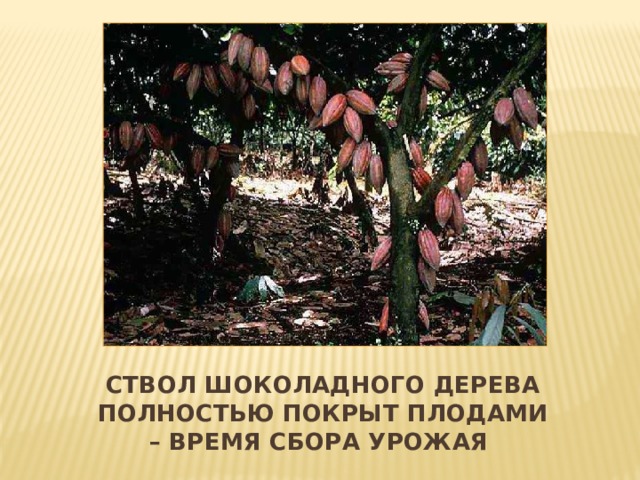 Ствол Шоколадного дерева полностью покрыт плодами – время сбора урожая 