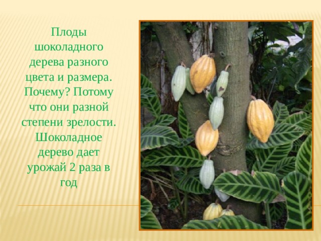 Плоды шоколадного дерева разного цвета и размера. Почему? Потому что они разной степени зрелости. Шоколадное дерево дает урожай 2 раза в год 