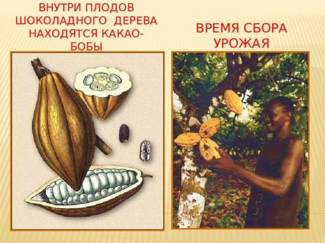 Внутри плодов шоколадного дерева находятся какао-бобы Время сбора урожая 