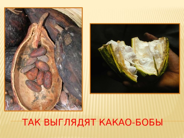 Так выглядят какао-бобы 