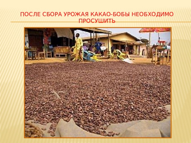 После сбора урожая какао-бобы необходимо просушить 