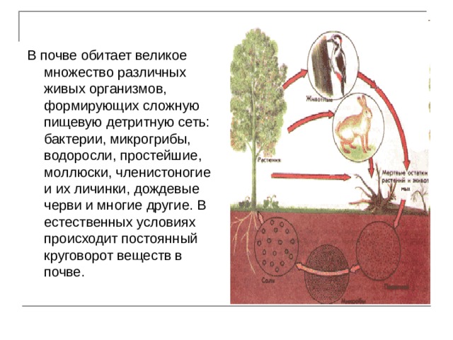 В почве обитает великое множество различных живых организмов, формирующих сложную пищевую детритную сеть: бактерии, микрогрибы, водоросли, простейшие, моллюски, членистоногие и их личинки, дождевые черви и многие другие. В естественных условиях происходит постоянный круговорот веществ в почве. 