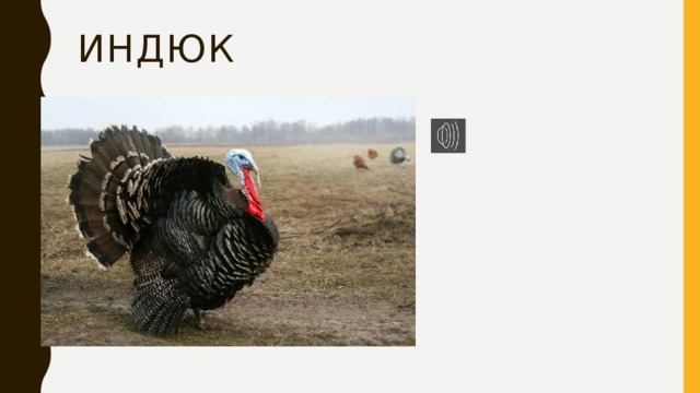 ИНДЮК 