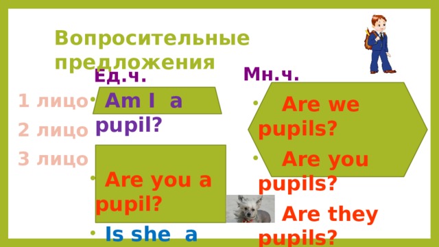  Вопросительные предложения Мн.ч. Ед.ч.  Am I a pupil?   Are you a pupil?   Is she a pupil?  Is he a pupil?   Is it a dog? 1 лицо  Are we pupils?  Are you pupils?  Are they pupils? 2 лицо 3 лицо  