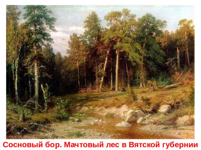 Сосновый бор. Мачтовый лес в Вятской губернии 