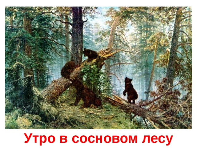 Утро в сосновом лесу 