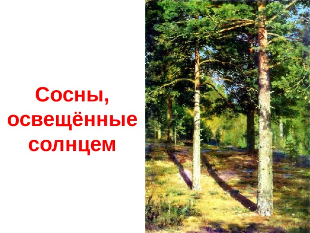 Сосны, освещённые солнцем 