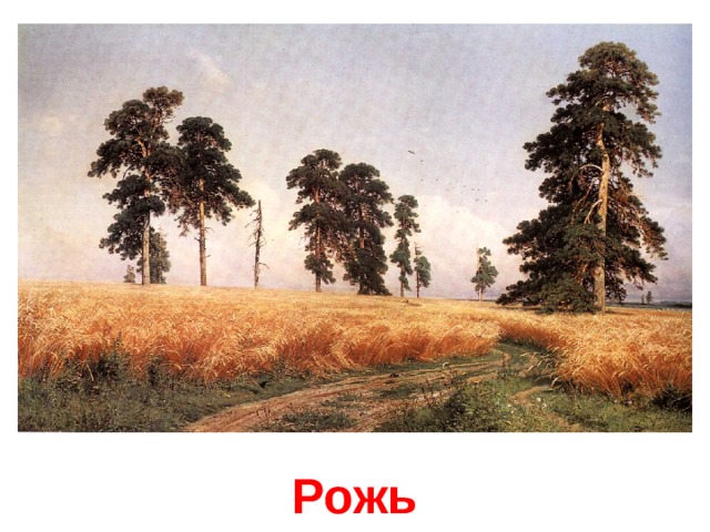 Рожь 