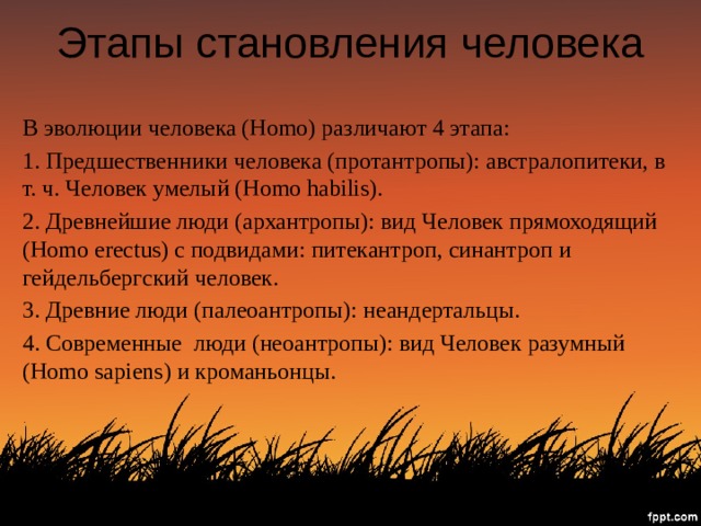 Этапы становления человека В эволюции человека (Homo) различают 4 этапа: 1. Предшественники человека (протантропы): австралопитеки, в т. ч. Человек умелый (Homo habilis). 2. Древнейшие люди (архантропы): вид Человек прямоходящий (Homo erectus) с подвидами: питекантроп, синантроп и гейдельбергский человек.   3. Древние люди (палеоантропы): неандертальцы.  4. Современные  люди (неоантропы): вид Человек разумный (Homo sapiens) и кроманьонцы. 