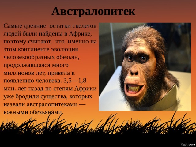 Австралопитек Самые древние остатки скелетов людей были найдены в Африке, поэтому считают, что именно на этом континенте эволюция человекообразных обезьян, продолжавшаяся много миллионов лет, привела к появлению человека. 3,5—1,8 млн. лет назад по степям Африки уже бродили существа, которых назвали австралопитеками — южными обезьянами. 