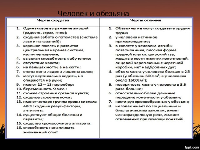 Человек и обезьяна 