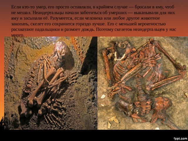 Если кто-то умер, его просто оставляли, в крайнем случае — бросали в яму, чтоб не мешал. Неандертальцы начали заботиться об умерших — выкапывали для них яму и засыпали её. Разумеется, если человека или любое другое животное закопать, скелет его сохранится гораздо лучше. Его с меньшей вероятностью расхватают падальщики и размоет дождь. Поэтому скелетов неандертальцев у нас много. 