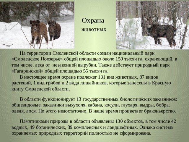 Охрана   животных    На территории Смоленской области создан национальный парк «Смоленское Поозерье» общей площадью около 150 тысяч га, охраняющий, в том числе, леса от  незаконной вырубки. Также действует природный парк «Гагаринский» общей площадью 55 тысяч га.   В настоящее время охране подлежат 131 вид животных, 87 видов растений, 1 вид грибов и 2 вида лишайников, которые занесены в Красную книгу Смоленской области.  В области функционирует 13 государственных биологических заказников: общевидовые, заказники выхухоля, кабана, косули, глухаря, выдры, бобра, оленя, лося. Но этого недостаточно. В наше время процветает браконьерство.   Памятниками природы в области объявлены 130 объектов, в том числе 42 водных, 49 ботанических, 39 комплексных и ландшафтных. Однако система охраняемых природных территорий полностью не сформирована. 