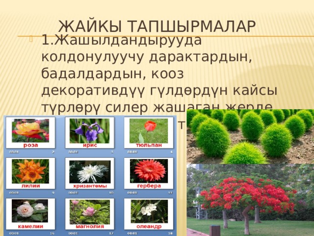 Жайкы тапшырмалар 1.Жашылдандырууда колдонулуучу дарактардын, бадалдардын, кооз декоративдүү гүлдөрдүн кайсы түрлөрү силер жашаган жерде кеңири колдонулат? 