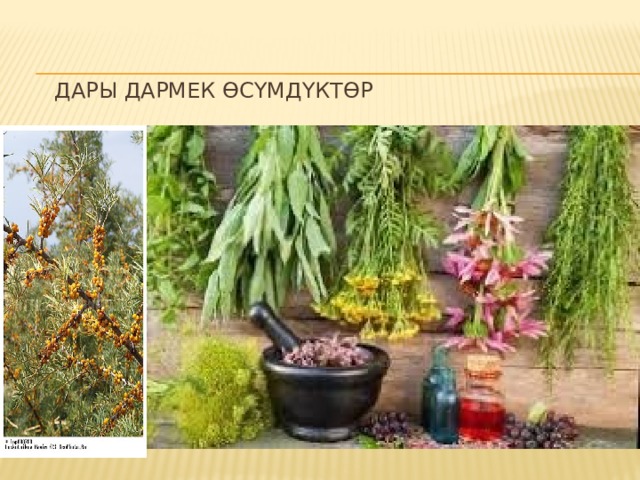 Дары дармек өсүмдүктөр 