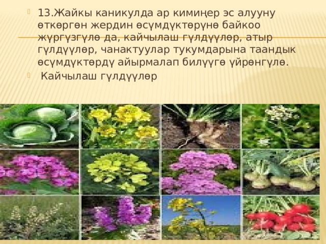 13.Жайкы каникулда ар кимиңер эс алууну өткөргөн жердин өсүмдүктөрүнө байкоо жүргүзгүлө да, кайчылаш гүлдүүлөр, атыр гүлдүүлөр, чанактуулар тукумдарына таандык өсүмдүктөрдү айырмалап билүүгө үйрөнгүлө.  Кайчылаш гүлдүүлөр 