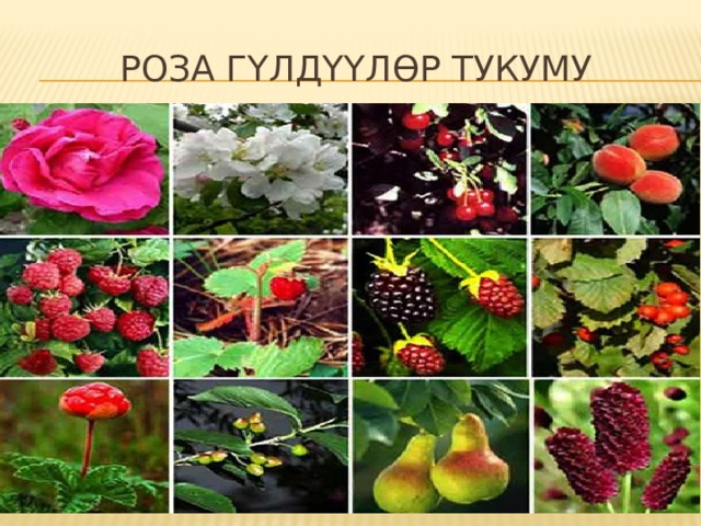 Роза гүлдүүлөр тукуму 