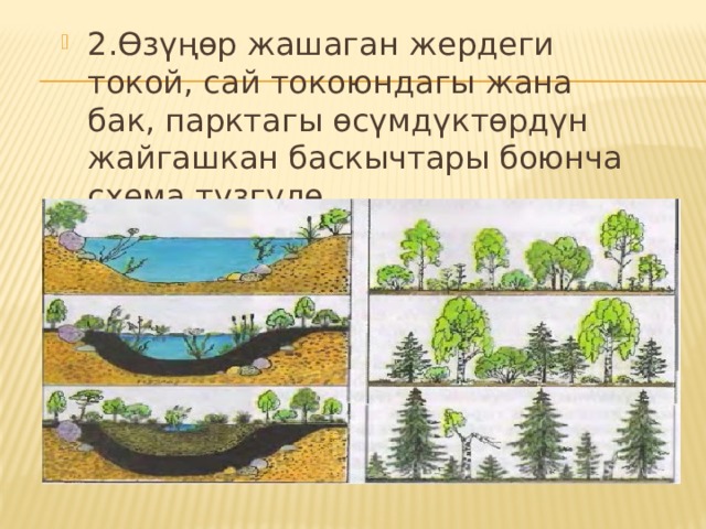 2.Өзүңөр жашаган жердеги токой, сай токоюндагы жана бак, парктагы өсүмдүктөрдүн жайгашкан баскычтары боюнча схема түзгүлө. 