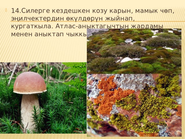 14.Силерге кездешкен козу карын, мамык чөп, эңилчектердин өкүлдөрүн жыйнап, кургаткыла. Атлас-аныктагычтын жардамы менен аныктап чыккыла. 