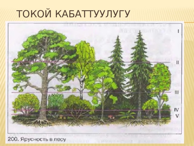 Токой кабаттуулугу 