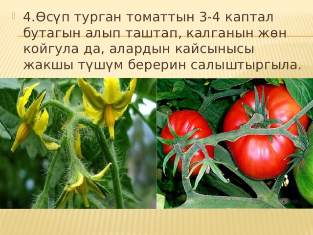 4.Өсүп турган томаттын 3-4 каптал бутагын алып таштап, калганын жөн койгула да, алардын кайсынысы жакшы түшүм берерин салыштыргыла. 