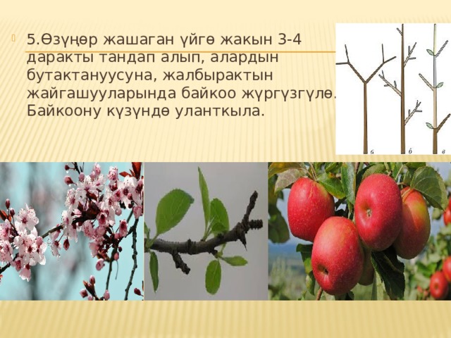5.Өзүңөр жашаган үйгө жакын 3-4 даракты тандап алып, алардын бутактануусуна, жалбырактын жайгашууларында байкоо жүргүзгүлө. Байкоону күзүндө уланткыла. 