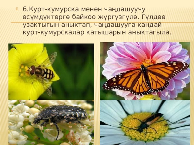 6.Курт-кумурска менен чаңдашуучу өсүмдүктөргө байкоо жүргүзгүлө. Гүлдөө узактыгын аныктап, чаңдашууга кандай курт-кумурскалар катышарын аныктагыла. 