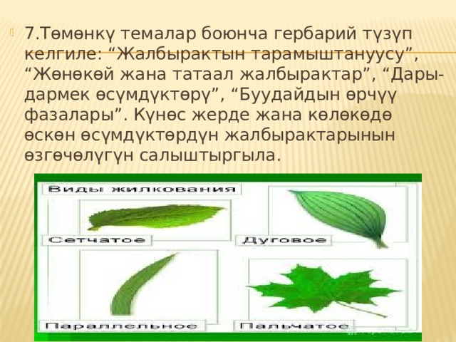 7.Төмөнкү темалар боюнча гербарий түзүп келгиле: “Жалбырактын тарамыштануусу”, “Жөнөкөй жана татаал жалбырактар”, “Дары-дармек өсүмдүктөрү”, “Буудайдын өрчүү фазалары”. Күнөс жерде жана көлөкөдө өскөн өсүмдүктөрдүн жалбырактарынын өзгөчөлүгүн салыштыргыла. 