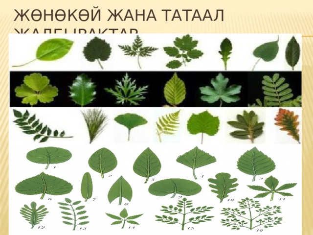 Жөнөкөй жана татаал жалбырактар 