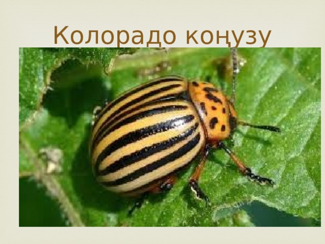 Колорадо коңузу 
