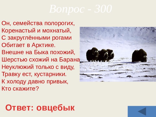 Вопрос - 300 Он, семейства полорогих,  Коренастый и мохнатый,  С закруглёнными рогами  Обитает в Арктике.  Внешне на Быка похожий,  Шерстью схожий на Барана,  Неуклюжий только с виду,  Травку ест, кустарники.  К холоду давно привык,  Кто скажите?   Ответ: овцебык 