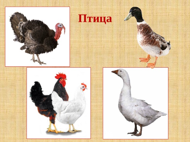 Птица 