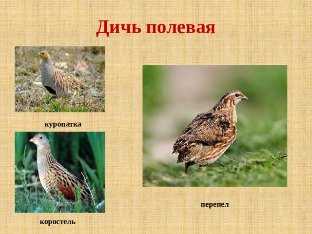 Дичь полевая куропатка перепел коростель 
