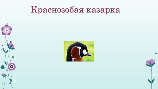 Краснозобая казарка 