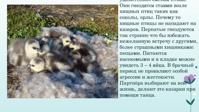 Краснозобая казарка – удивительно смелая птица. Они гнездятся стаями возле хищных птиц таких как соколы, орлы. Почему то хищные птицы не нападают на казарок. Пернатые гнездуются так странно что бы избежать нежеланную встречу с другими, более страшными хищниками: песцами. Питаются насекомыми и в кладке можно увидеть 3 – 4 яйца. В брачный период не проявляют особой агрессии и жестокости. Партнёра выбирают на всю жизнь, делают это казарки при помощи танца. 