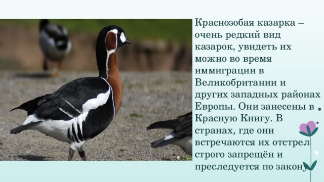 Краснозобая казарка – очень редкий вид казарок, увидеть их можно во время иммиграции в Великобритании и других западных районах Европы. Они занесены в Красную Книгу. В странах, где они встречаются их отстрел строго запрещён и преследуется по закону.   
