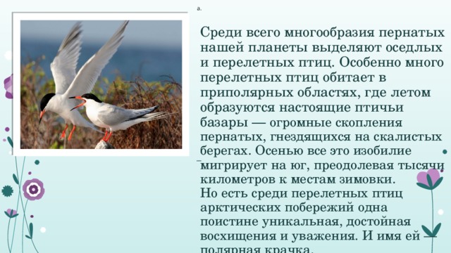 а.   Среди всего многообразия пернатых нашей планеты выделяют оседлых и перелетных птиц. Особенно много перелетных птиц обитает в приполярных областях, где летом образуются настоящие птичьи базары — огромные скопления пернатых, гнездящихся на скалистых берегах. Осенью все это изобилие мигрирует на юг, преодолевая тысячи километров к местам зимовки.  Но есть среди перелетных птиц арктических побережий одна поистине уникальная, достойная восхищения и уважения. И имя ей — полярная крачка. 