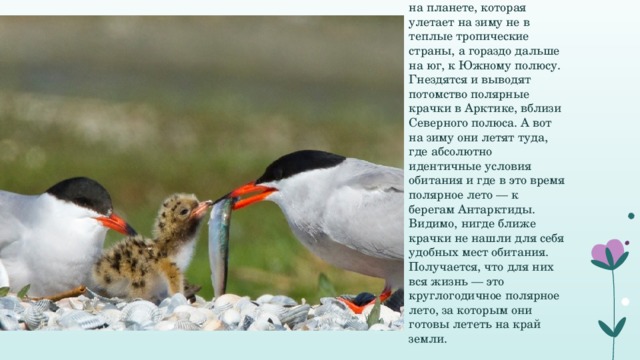 Это единственная птица на планете, которая улетает на зиму не в теплые тропические страны, а гораздо дальше на юг, к Южному полюсу. Гнездятся и выводят потомство полярные крачки в Арктике, вблизи Северного полюса. А вот на зиму они летят туда, где абсолютно идентичные условия обитания и где в это время полярное лето — к берегам Антарктиды. Видимо, нигде ближе крачки не нашли для себя удобных мест обитания. Получается, что для них вся жизнь — это круглогодичное полярное лето, за которым они готовы лететь на край земли. 