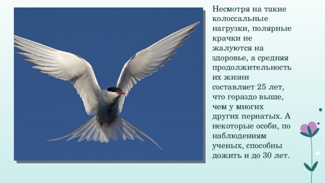 Несмотря на такие колоссальные нагрузки, полярные крачки не жалуются на здоровье, а средняя продолжительность их жизни составляет 25 лет, что гораздо выше, чем у многих других пернатых. А некоторые особи, по наблюдениям ученых, способны дожить и до 30 лет. 