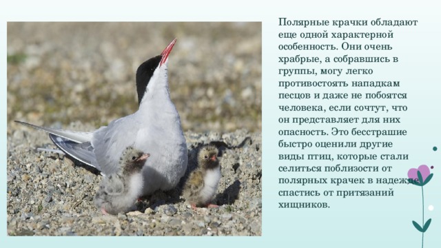 Полярные крачки обладают еще одной характерной особенность. Они очень храбрые, а собравшись в группы, могу легко противостоять нападкам песцов и даже не побоятся человека, если сочтут, что он представляет для них опасность. Это бесстрашие быстро оценили другие виды птиц, которые стали селиться поблизости от полярных крачек в надежде спастись от притязаний хищников.    