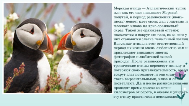 Морская птица — Атлантический тупик или как его еще называют Морской попугай, в период размножения (июнь-июль) меняет цвет своих лап с ластами и плоского клюва на ярко-оранжевый окрас. Такой же оранжевый оттенок появляется и вокруг его глаз, из-за чего у них становится слегка печальный взгляд. Выглядят птицы в этот ответственный период их жизни очень любопытно чем и привлекают внимание многих фотографов и любителей живой природы. После размножения эти тропические птицы перенесут линьку и потеряют свою привлекательность, ореол вокруг глаз потемнеет, и они станут не столь выразительными, клюв и лапки посветлеют. Да и после размножения они проводят время далеко за сотни километров от берега, в океане и увидеть эту птицу практически невозможно.    