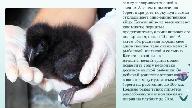 Атлантический тупик выбирает самку и спаривается с ней в океане. А затем прилетая на берег, пара роет норку куда самка откладывает одно-единственное яйцо. Кстати яйцо не высиживают как многие пернатые представители, а вынашивают его под крылом, около 40 дней. А затем оба родителя кормят свое единственное чадо очень мелкой рыбешкой, килькой и сельдью. Кстати в свой клюв Атлантический тупик может поместить сразу несколько десятков мелкой рыбешки. За добычей родители отправляются в океан и могут удалиться от берега на расстояние до 100 км. Помимо рыбы тупик питается ракообразными и моллюсками ныряя на глубину до 70 м. 