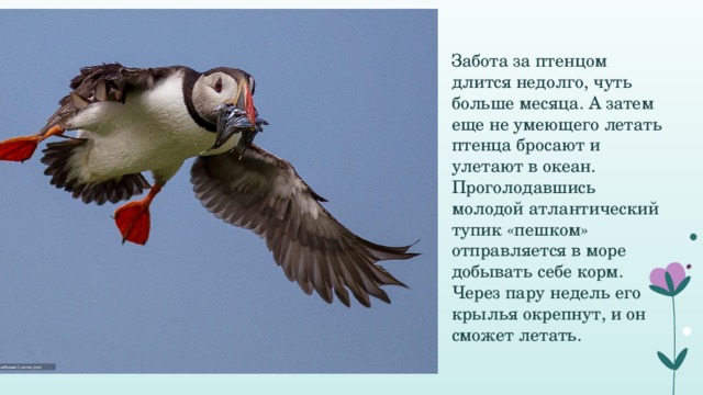 Забота за птенцом длится недолго, чуть больше месяца. А затем еще не умеющего летать птенца бросают и улетают в океан. Проголодавшись молодой атлантический тупик «пешком» отправляется в море добывать себе корм. Через пару недель его крылья окрепнут, и он сможет летать. 