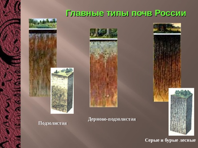 Главные типы почв России Дерново-подзолистая Подзолистая Серые и бурые лесные 