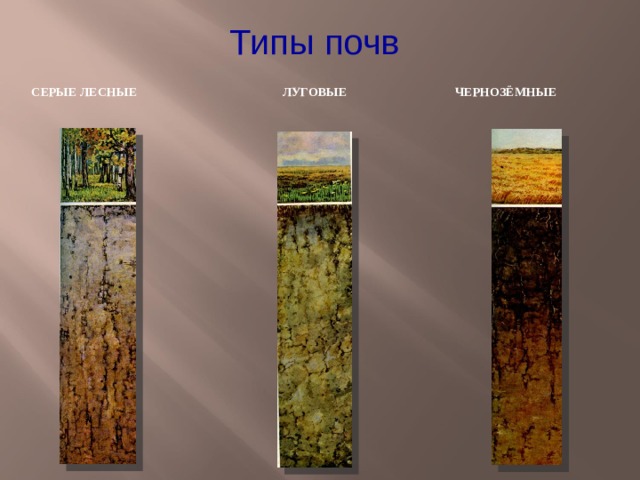 Типы почв  СЕРЫЕ ЛЕСНЫЕ ЛУГОВЫЕ ЧЕРНОЗЁМНЫЕ 