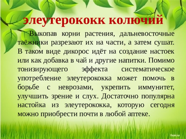  элеутерококк колючий  Выкопав корни растения, дальневосточные таёжники разрезают их на части, а затем сушат. В таком виде дикорос идёт на создание настоек или как добавка в чай и другие напитки. Помимо тонизирующего эффекта систематическое употребление элеутерококка может помочь в борьбе с неврозами, укрепить иммунитет, улучшить зрение и слух. Достаточно популярна настойка из элеутерококка, которую сегодня можно приобрести почти в любой аптеке. 