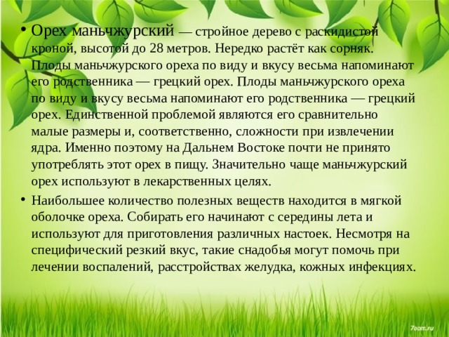 Орех маньчжурский — стройное дерево с раскидистой кроной, высотой до 28 метров. Нередко растёт как сорняк.  Плоды маньчжурского ореха по виду и вкусу весьма напоминают его родственника — грецкий орех. Плоды маньчжурского ореха по виду и вкусу весьма напоминают его родственника — грецкий орех. Единственной проблемой являются его сравнительно малые размеры и, соответственно, сложности при извлечении ядра. Именно поэтому на Дальнем Востоке почти не принято употреблять этот орех в пищу. Значительно чаще маньчжурский орех используют в лекарственных целях. Наибольшее количество полезных веществ находится в мягкой оболочке ореха. Собирать его начинают с середины лета и используют для приготовления различных настоек. Несмотря на специфический резкий вкус, такие снадобья могут помочь при лечении воспалений, расстройствах желудка, кожных инфекциях. 